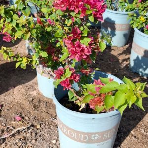 Bougainvillea compacta