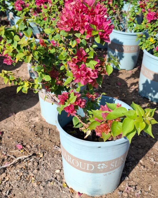 Bougainvillea compact