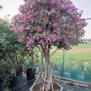Bougainvillea spectabilis