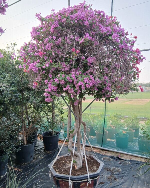 Bougainvillea