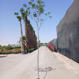 Cassia glauca