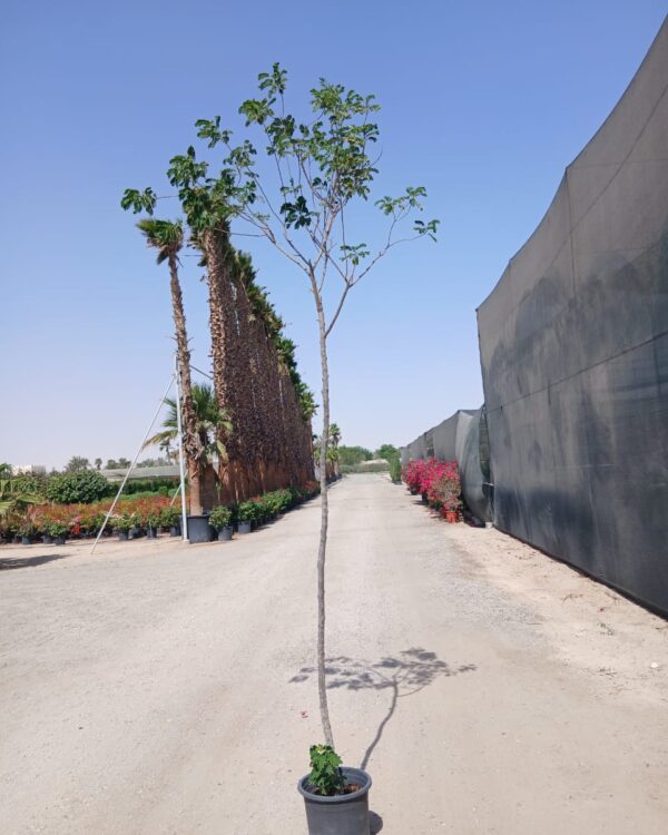 Cassia glauca