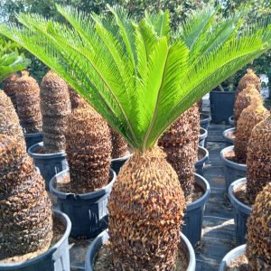 Cycas revoluta