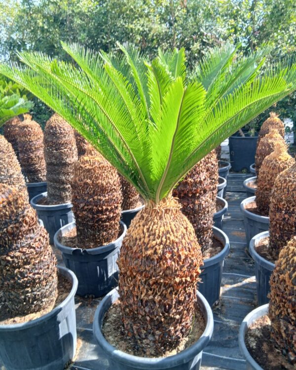 Cycas