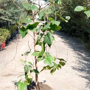 Morus alba