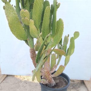 Opuntia microdasys