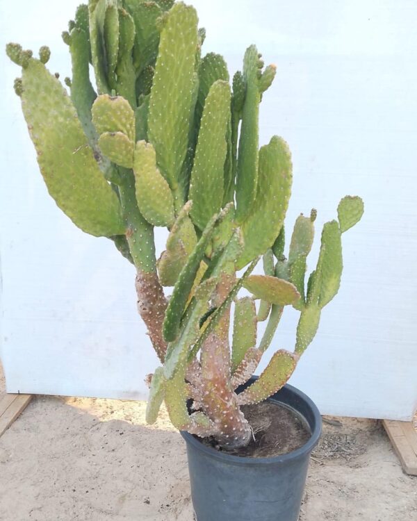 Opuntia