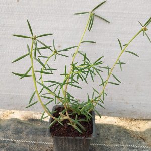 Portulaca grandiflora