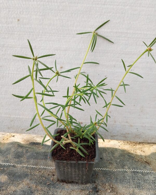 Portulaca grandiflora