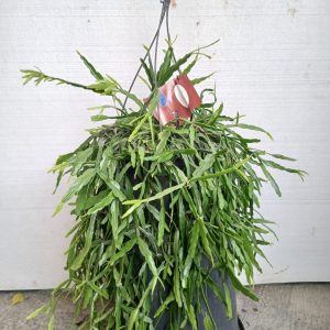 Rhipsalis paradoxa