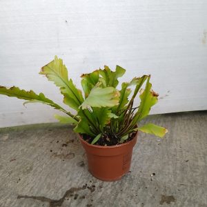 Asplenium nidus