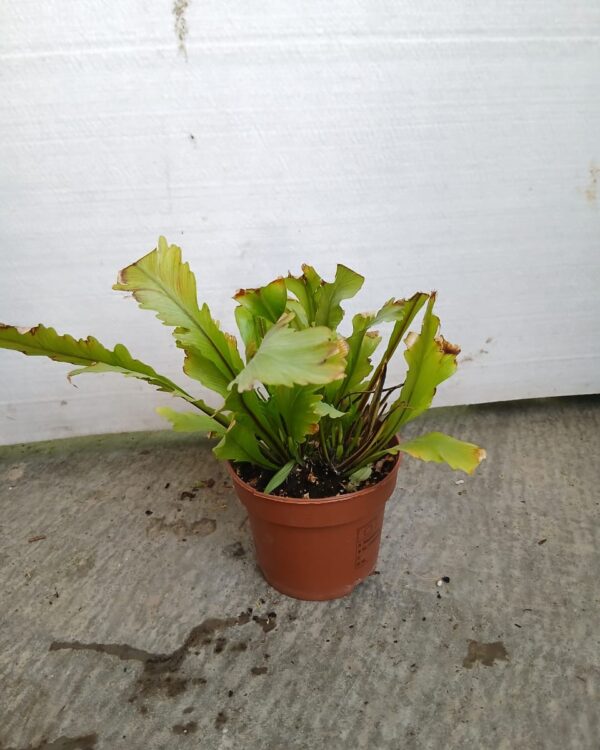 Asplenium nidus