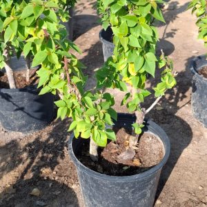 Bougainvillea compacta