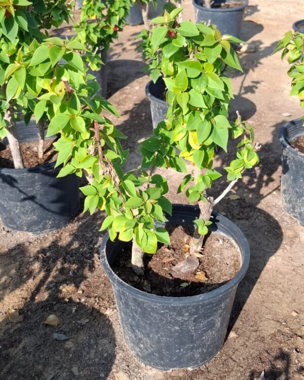 Bougainvillea compact