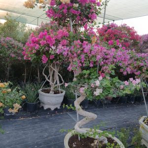 Bougainvillea spectabilis