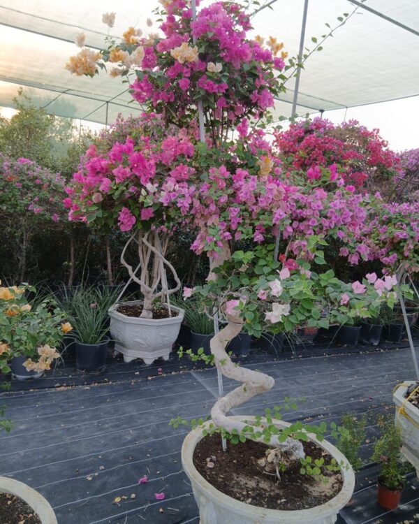 Bougainvillea