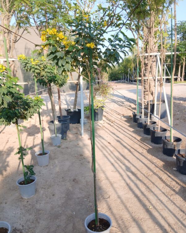 Cassia glauca