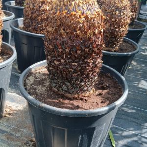 Cycas revoluta
