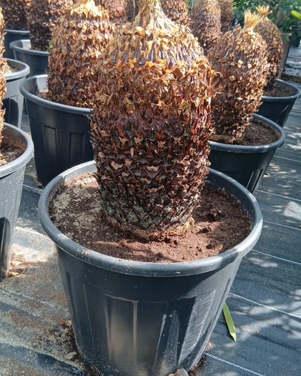 Cycas
