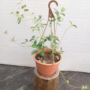 Mandevilla sanderi