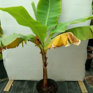 Musa paradisiaca
