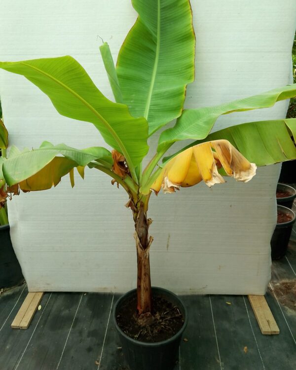 Musa paradisiaca