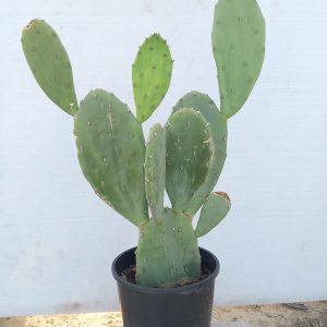 Opuntia ficus-indica