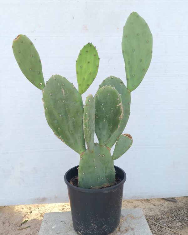 Opuntia stricta