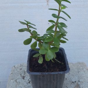 Portulacaria afra