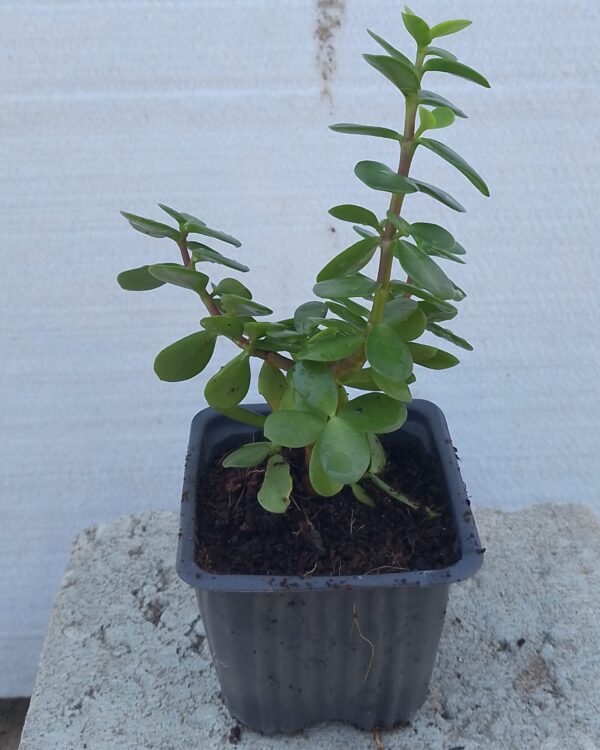 Portulacaria afra