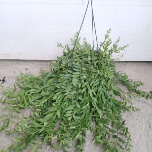 Aeschynanthus radicans