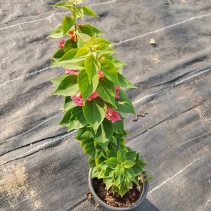 Bougainvillea compacta