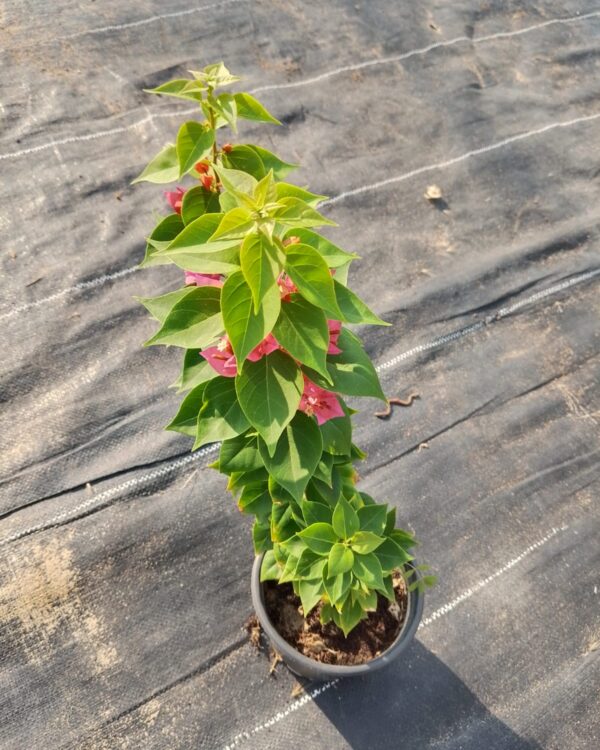 Bougainvillea compacta