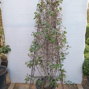 Bougainvillea glabra