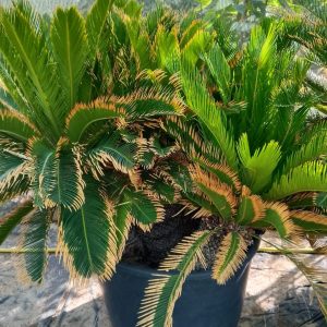 Cycas revoluta (Group)
