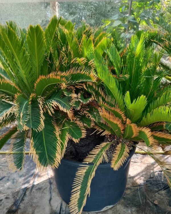Cycas (Group)