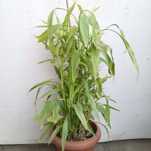Dracaena sanderiana - Lucky bamboo