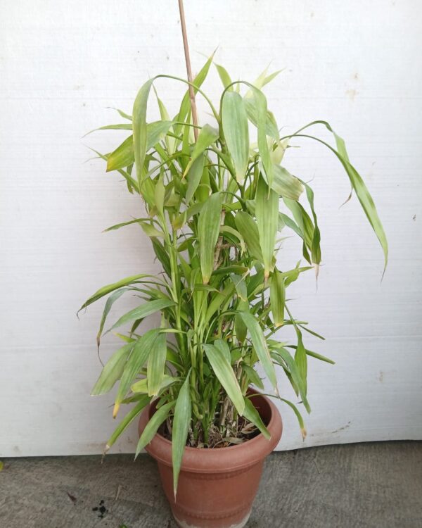 Dracaena sanderiana - Lucky bamboo