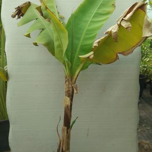 Musa paradisiaca