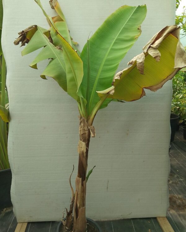 Musa paradisiaca