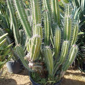Pachycereus schottii