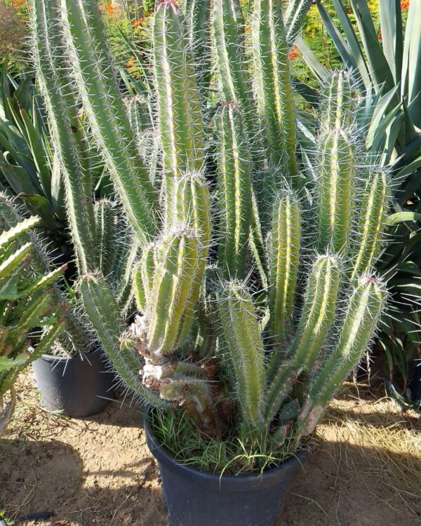 Pachycereus schottii
