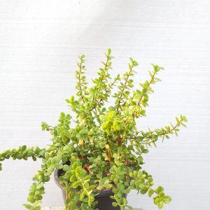 Portulacaria afra