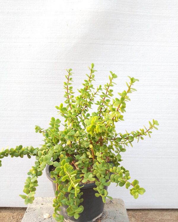 Portulacaria afra