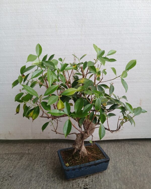 Bonsai - Ficus microcarpa