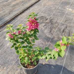 Bougainvillea compacta