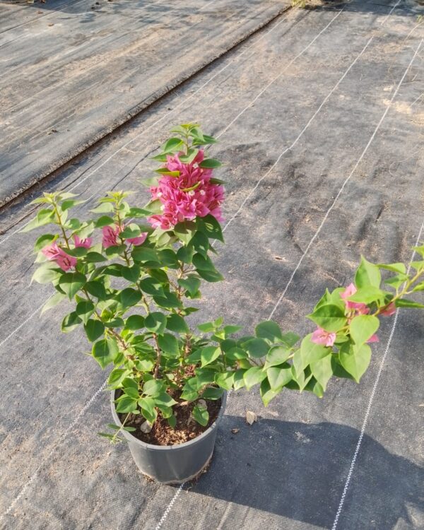 Bougainvillea compacta