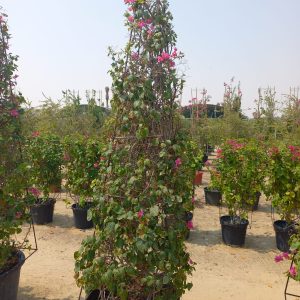 Bougainvillea glabra