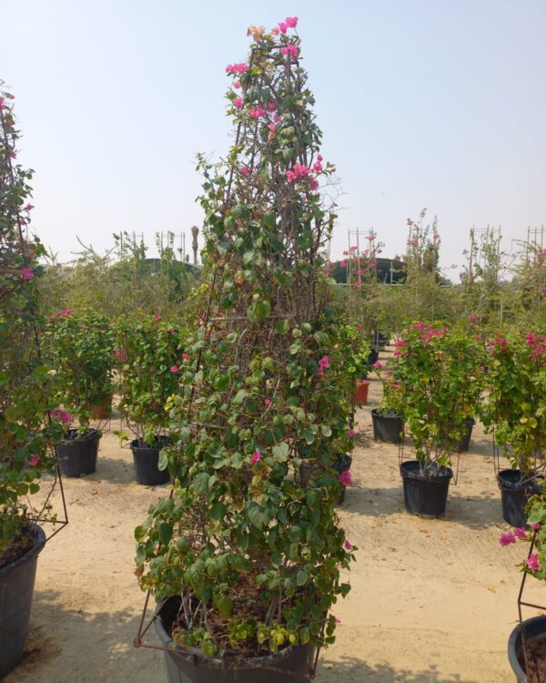 Bougainvillea