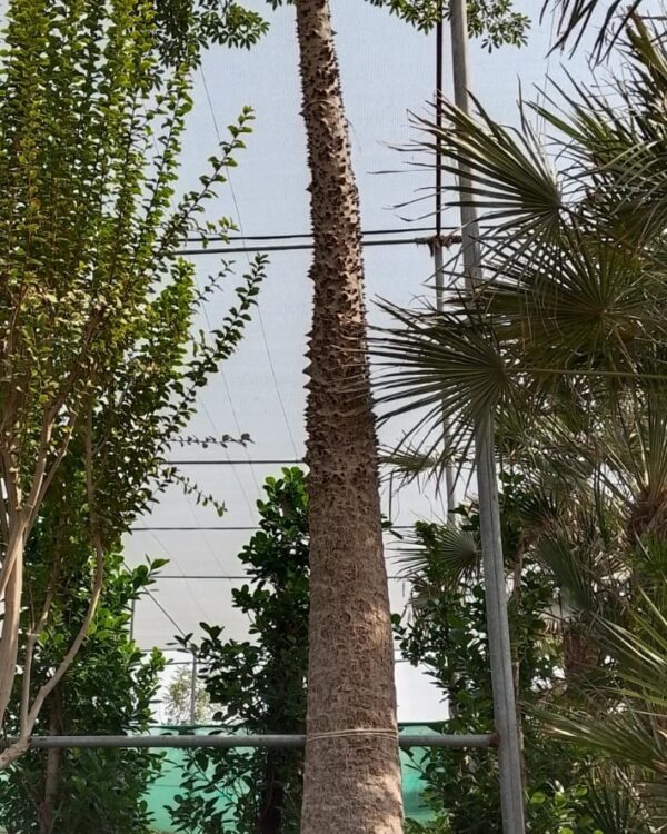 Chorisia speciosa